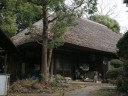 益田家のモチノキ(県指定天然記念物） 戸塚 横浜市