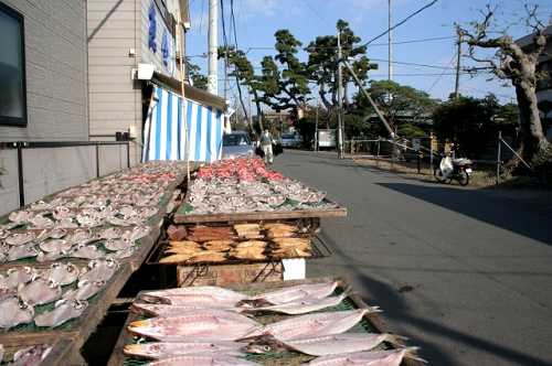 魚金商店・旧東海道松並木 山王町 大磯 大磯町