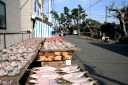 魚金商店・旧東海道松並木 山王町 大磯 大磯町