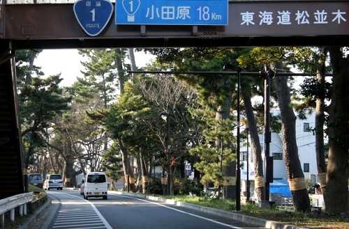 松並木 東小磯 大磯町