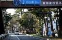 松並木 東小磯 大磯町