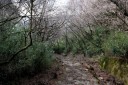 権現坂 元箱根 箱根町 足柄下郡