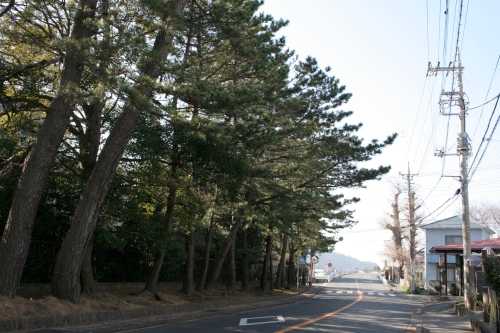 松並木 長沢 清水町 駿東郡 静岡県
