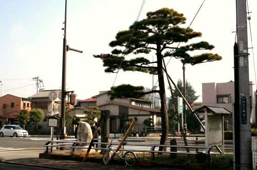 細井の松原 清水区 静岡市 静岡県