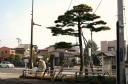 細井の松原 清水区 静岡市 静岡県