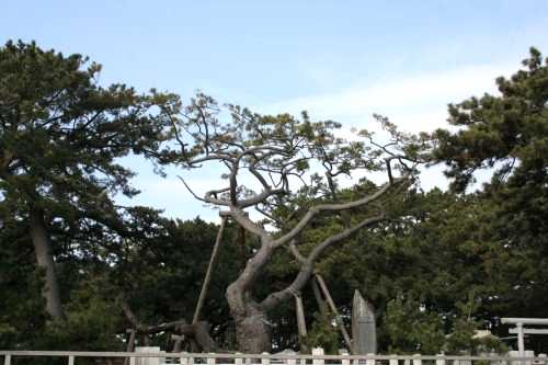 「羽衣の松」 三保 清水区 静岡市 静岡県