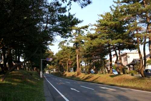 松並木 初音ヶ原 三島市 静岡県