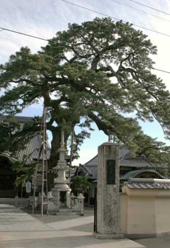 久遠の松 大慶寺 藤枝４丁目 藤枝市 静岡県