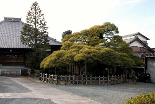 本願の松 正定寺 藤枝２丁目 藤枝市 静岡県