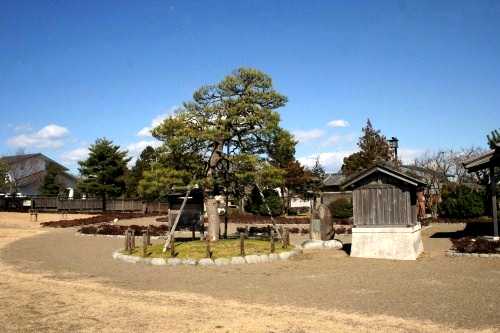 朝顔の松 河原１丁目 島田市 静岡県