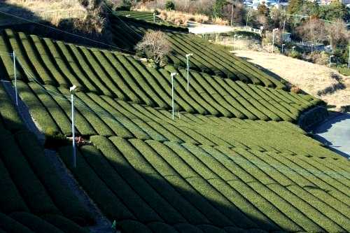 牧之原茶園 金谷 島田市 静岡県
