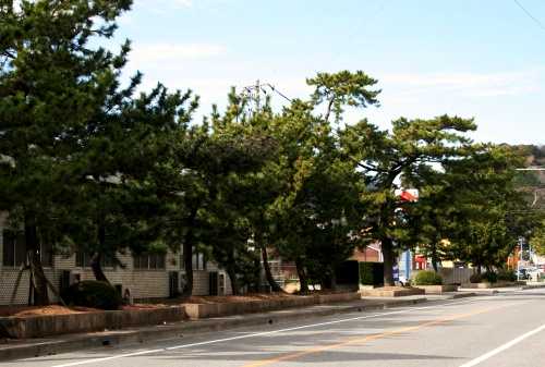 松並木 内谷 岡部町 藤枝市 静岡県