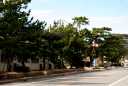 松並木 内谷 岡部町 藤枝市 静岡県