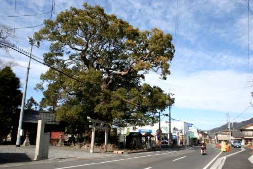 須賀神社のクス 水守 藤枝市 静岡県