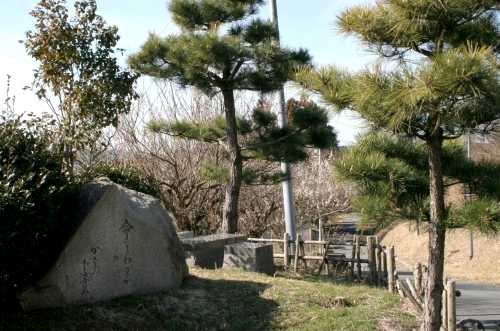 涼み松 佐夜鹿 掛川市 静岡県
