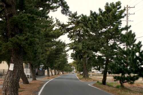 旧東海道松並木岡津～原田 掛川市 静岡県