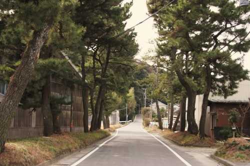 旧東海道松並木 三ヶ野 磐田市 静岡県