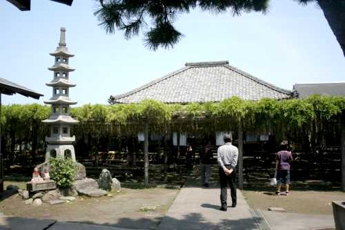 熊野寺・熊野（ゆや）の長藤 行興寺 池田 磐田市 静岡県