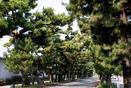 松並木 舞阪町 西区 浜松市 静岡県