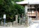 蘇鉄 浄泉寺 西裏 赤坂町 豊川市 愛知県