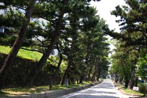 旧東海道 松並木 境松西/黒土 藤川町 岡崎市 愛知県