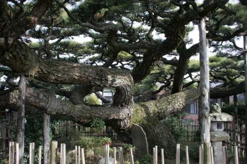 雲竜の松 永安寺 北屋敷 安城市 愛知県