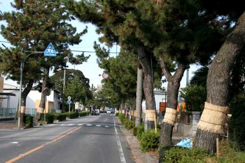 安城の松並木 野池 安城市 愛知県