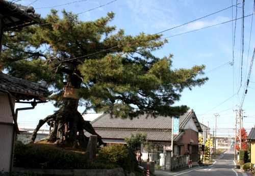 根上がりの松 知立市 愛知県