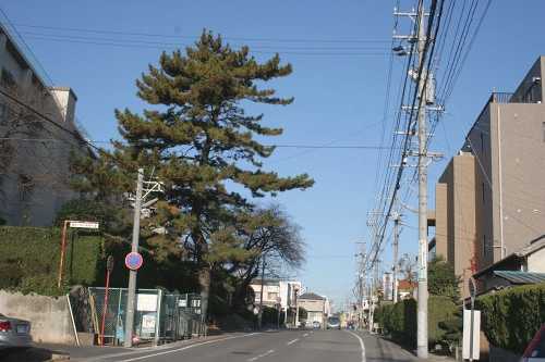 東海道の松並木 茶屋浦 豊明市 愛知県