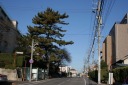 東海道の松並木 茶屋浦 豊明市 愛知県