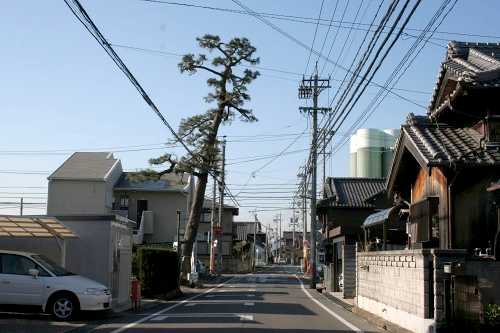 「かわらづ」の松 八田２丁目 四日市市 三重県