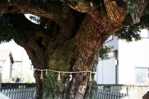 スダジイ 川俣神社 庄野町 鈴鹿市 三重県