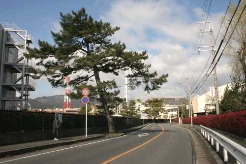 粟津の松並木(粟津の晴嵐) 晴嵐2丁目 大津市 滋賀県