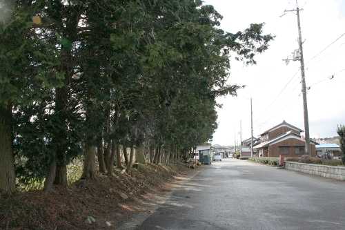 旧東海道杉並木 水口町今郷 甲賀市 滋賀県