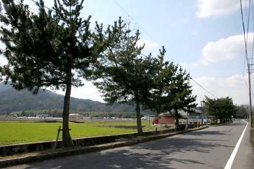 泉の松並木 水口町泉 甲賀市 滋賀県