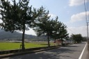 泉の松並木 水口町泉 甲賀市 滋賀県