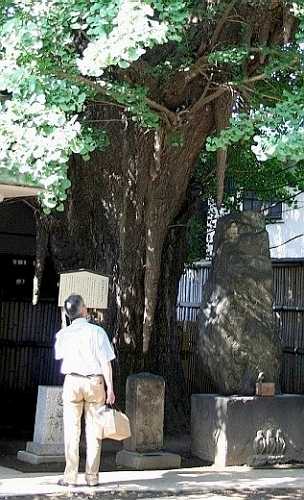 品川寺（ほんせんじ）のイチョウ 南品川３－５－１７ 東海道