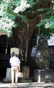 品川寺（ほんせんじ）のイチョウ 南品川３－５－１７ 東海道