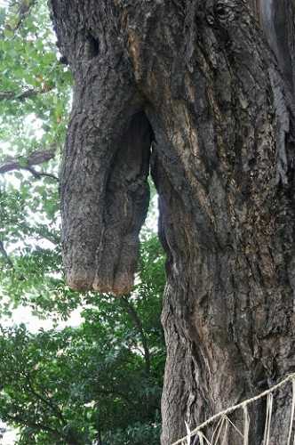 イチョウの乳 磐井神社 大森北１丁目 大田区 旧東海道