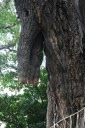イチョウの乳 磐井神社 大森北１丁目 大田区 旧東海道