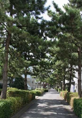 金蔵院・熊野神社参道松並木 神奈川宿 旧東海道