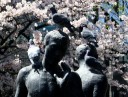 千鳥ヶ淵公園 皇居