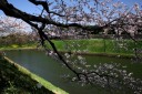 千鳥ヶ淵 皇居