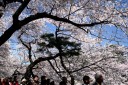 千鳥ヶ淵緑道 皇居