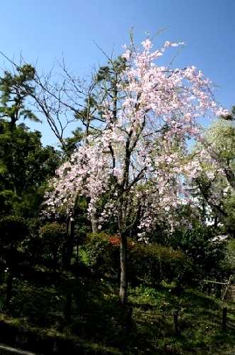 北の丸公園 皇居