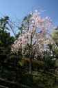 北の丸公園 皇居
