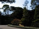 中雀門跡 シナマンサク 皇居