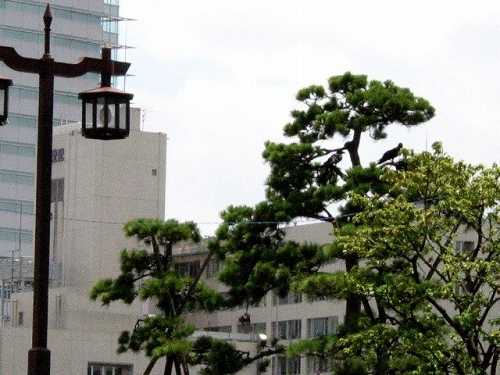 首尾の松、浅草御蔵跡碑 蔵前