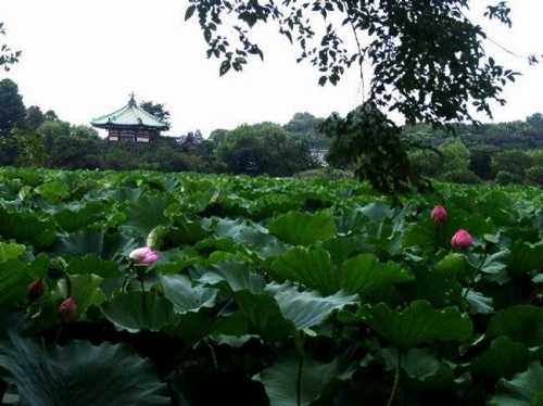 不忍池 上野公園