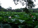 不忍池 上野公園